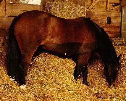 冬马御寒有招 <wbr>天寒不掉膘