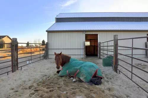 冬马御寒有招 <wbr>天寒不掉膘