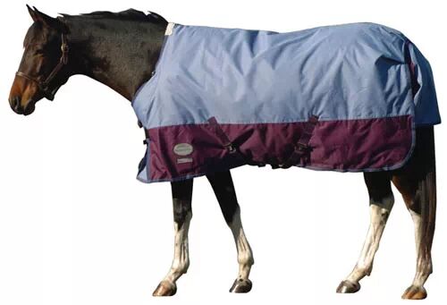 冬马御寒有招 <wbr>天寒不掉膘