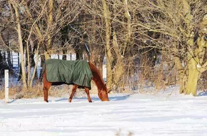 冬马御寒有招 <wbr>天寒不掉膘
