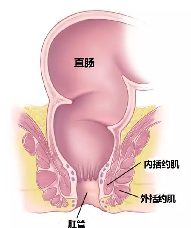 会阴体下方是肛门括约肌复合体,包括远端肛门的内括约肌和外括约肌.