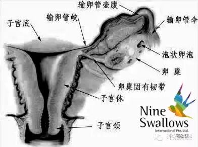 二胎开放!输卵管不通怎么办?-怀孕期