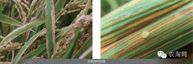 作物:水稻 病害:白叶枯病  病症: 主要特征为病株叶尖及边缘初生黄