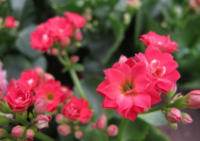 50种常见花卉的浇水方法，送给爱养花的朋友！