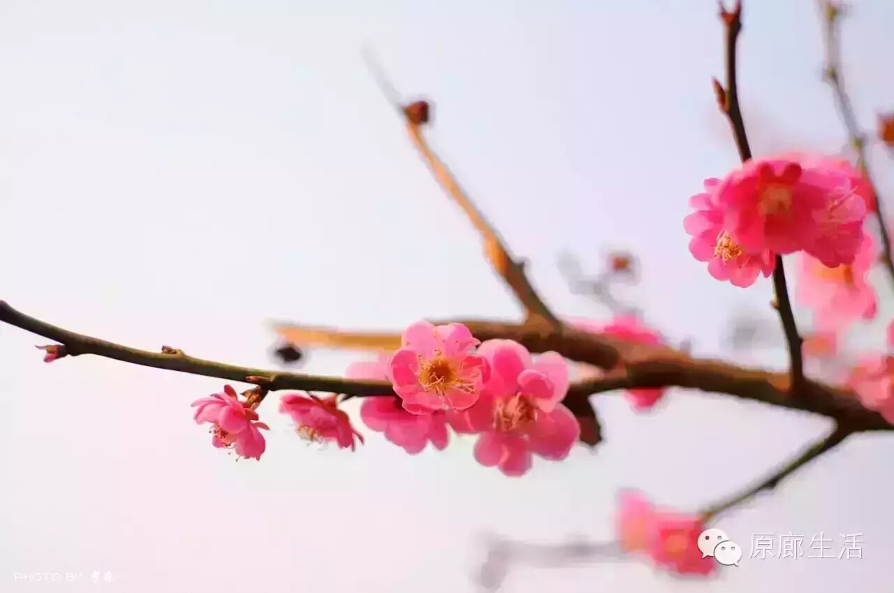最浪漫的春之歌  来吧,春天  春よ、来い