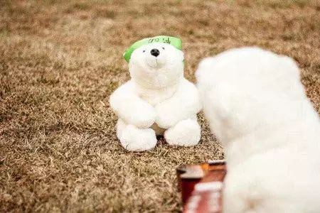 揭秘朋友圈里疯传的3D小熊背后