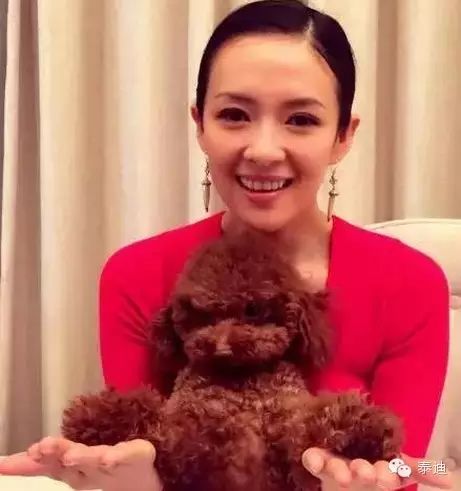 一直陪在章子怡身边的原来是这只泰迪,章子怡亲切唤它“...