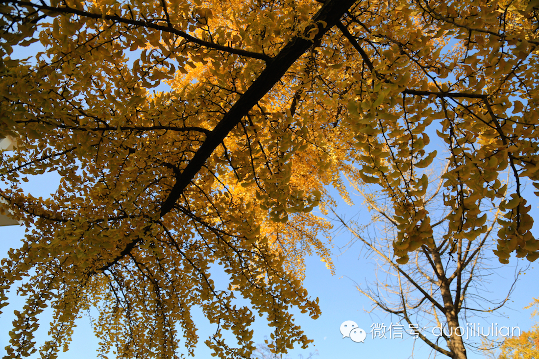 秋色八大关之银杏树系列----米粒摄于2014年秋