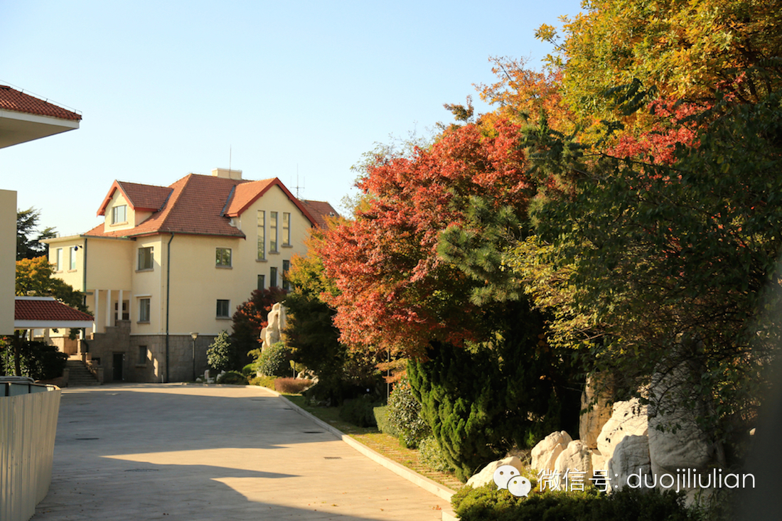 秋色八大关之银杏树系列----米粒摄于2014年秋