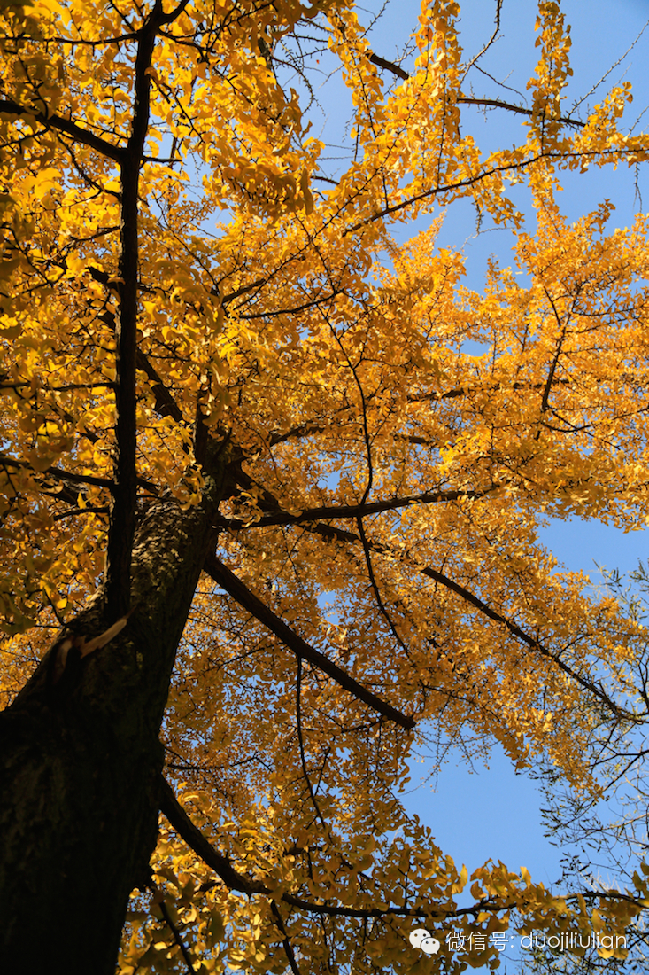 秋色八大关之银杏树系列----米粒摄于2014年秋