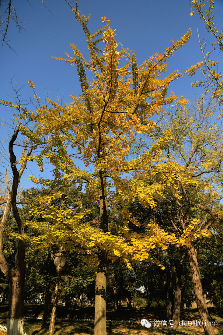 秋色八大关之银杏树系列----米粒摄于2014年秋