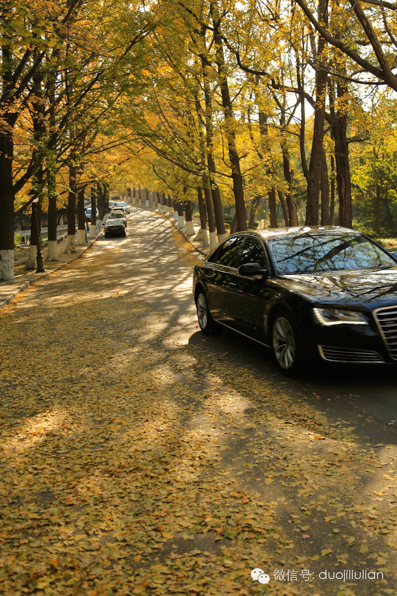 秋色八大关之银杏树系列----米粒摄于2014年秋