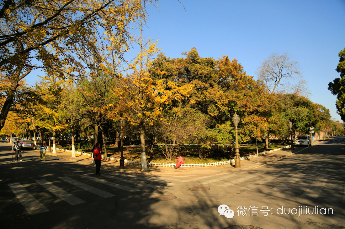 秋色八大关之银杏树系列----米粒摄于2014年秋