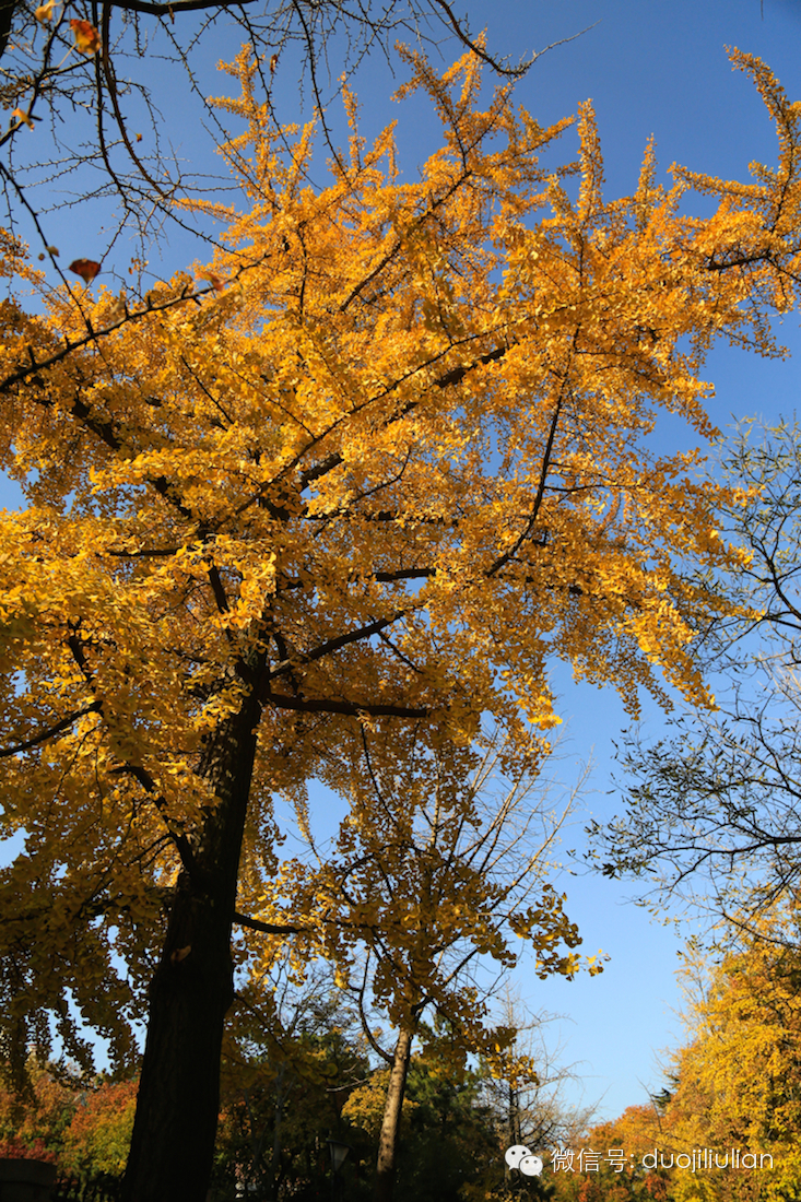 秋色八大关之银杏树系列----米粒摄于2014年秋