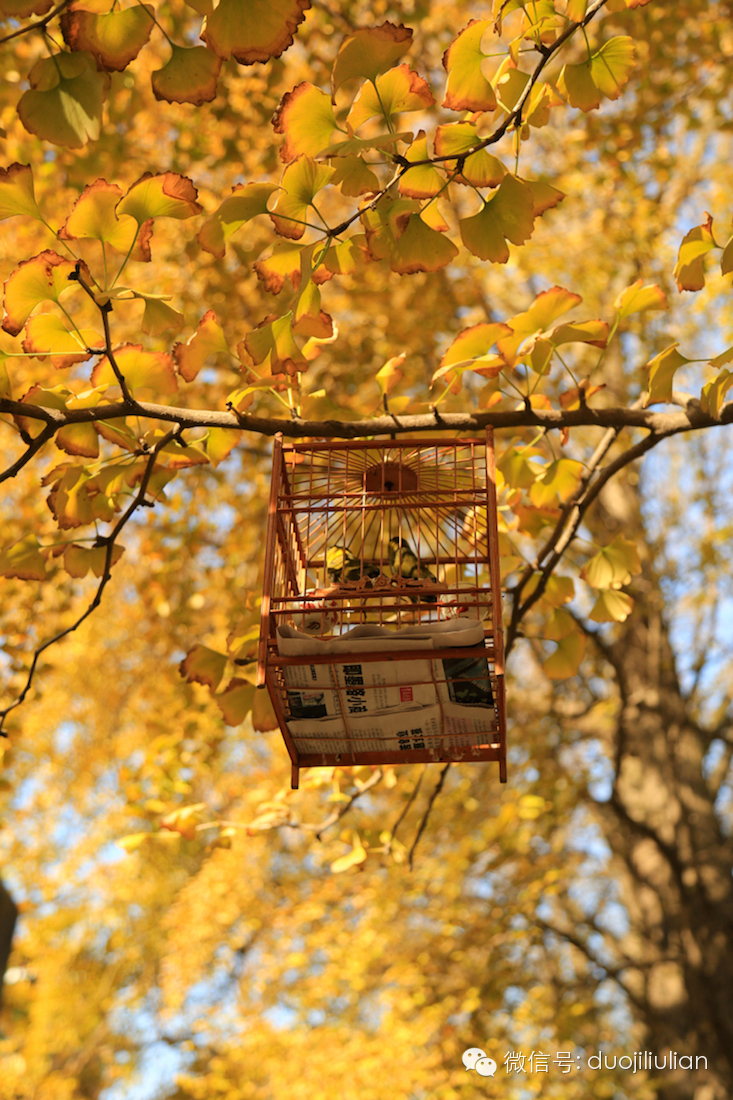 秋色八大关之银杏树系列----米粒摄于2014年秋