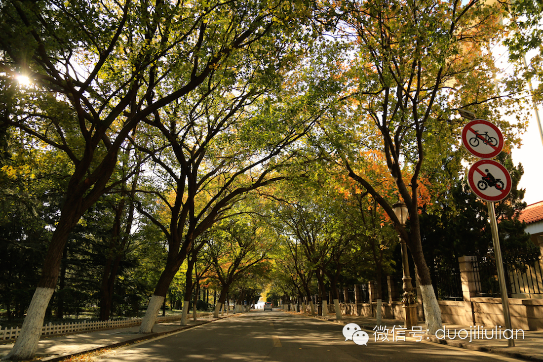 秋色八大关之银杏树系列----米粒摄于2014年秋