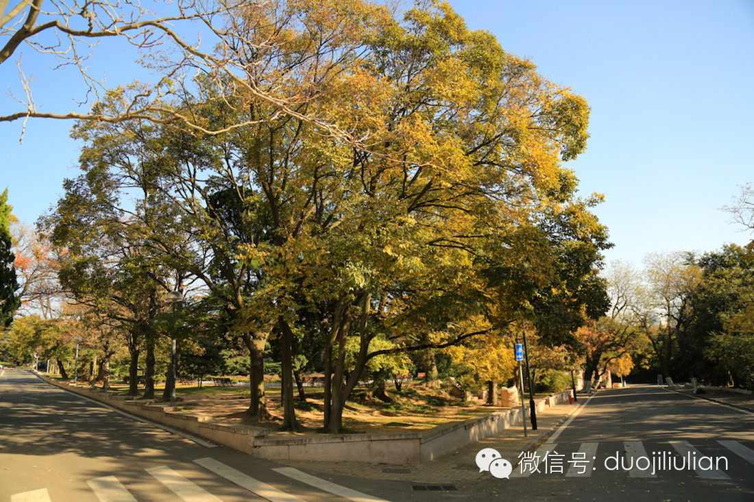 秋色八大关之银杏树系列----米粒摄于2014年秋