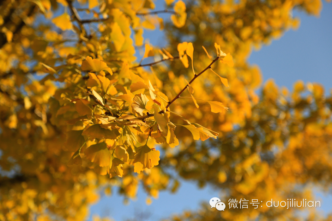 秋色八大关之银杏树系列----米粒摄于2014年秋