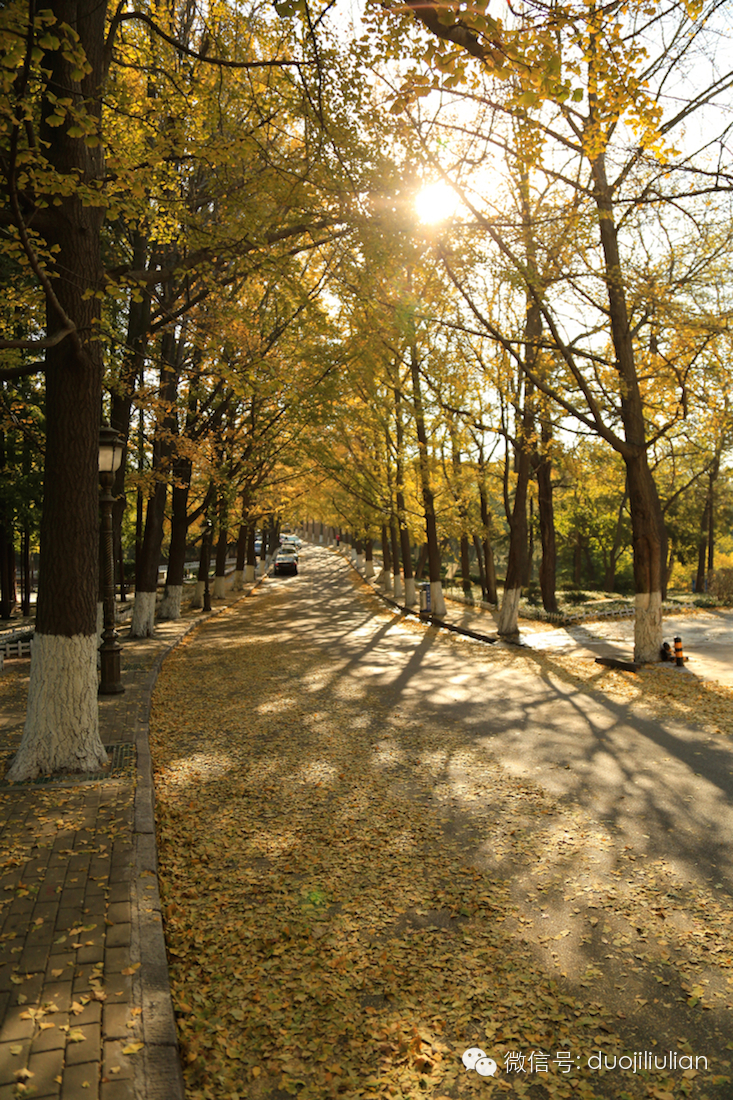 秋色八大关之银杏树系列----米粒摄于2014年秋