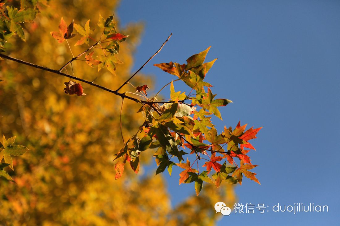 秋色八大关之银杏树系列----米粒摄于2014年秋