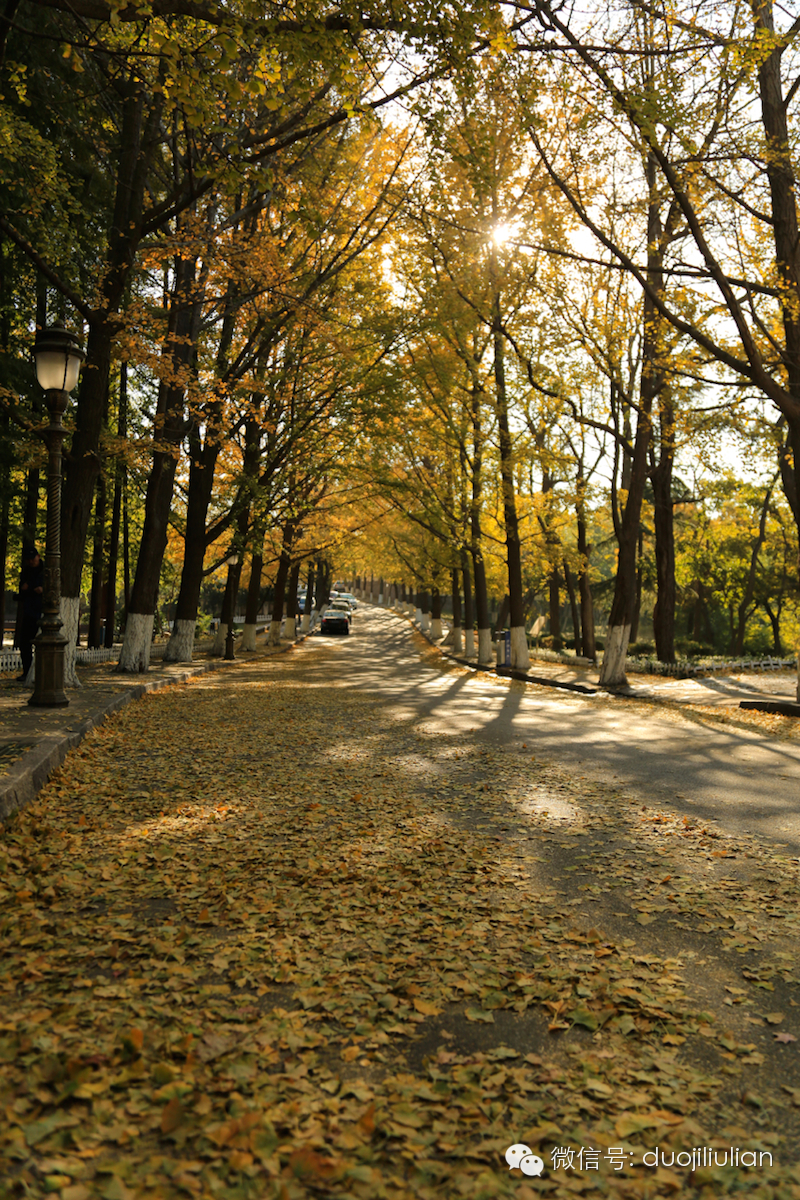 秋色八大关之银杏树系列----米粒摄于2014年秋