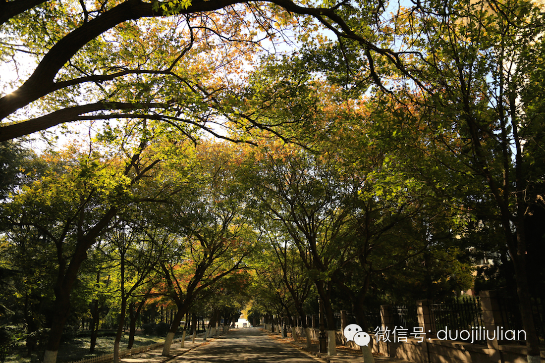 秋色八大关之银杏树系列----米粒摄于2014年秋