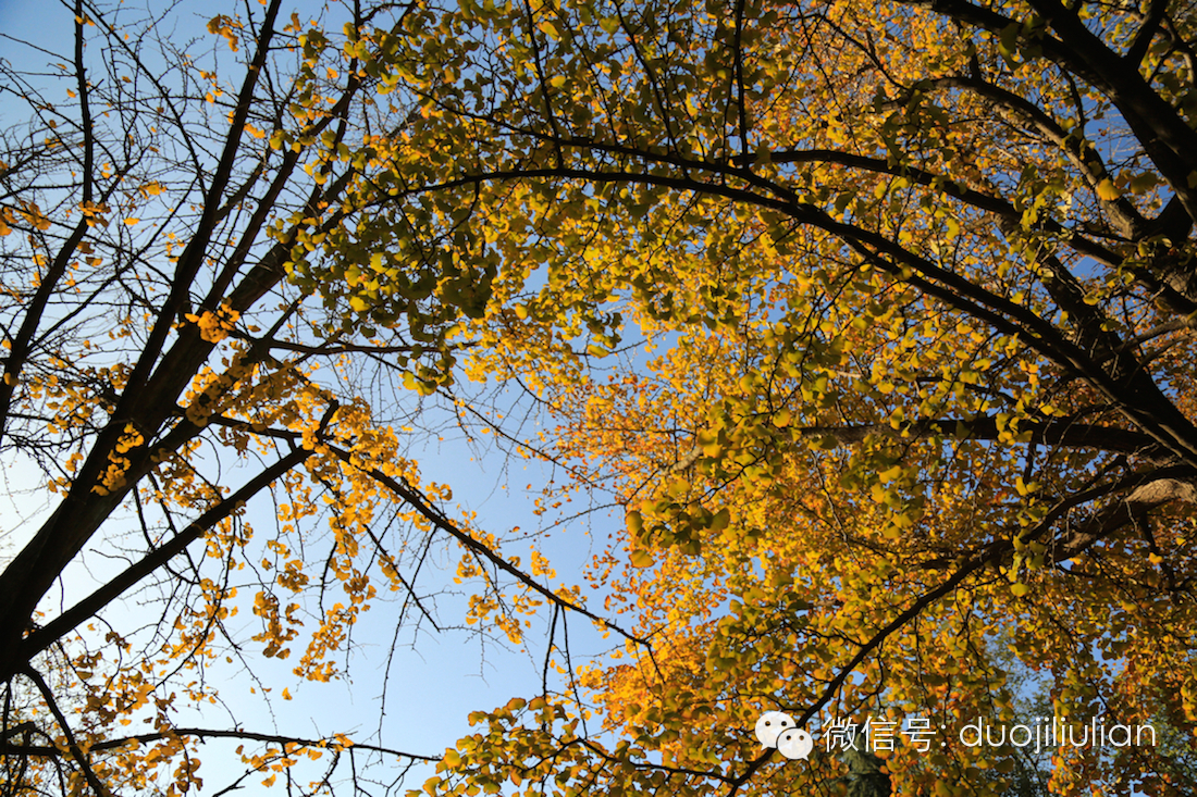 秋色八大关之银杏树系列----米粒摄于2014年秋
