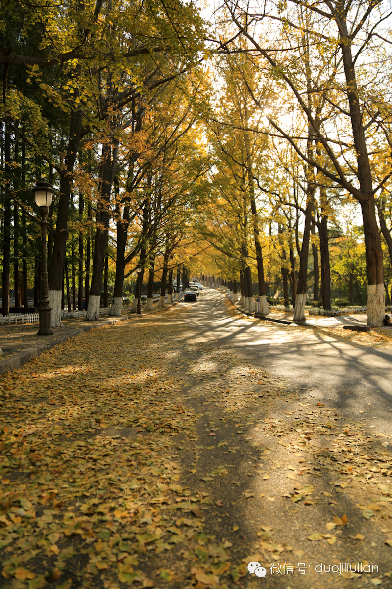 秋色八大关之银杏树系列----米粒摄于2014年秋