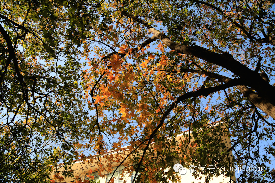 秋色八大关之银杏树系列----米粒摄于2014年秋