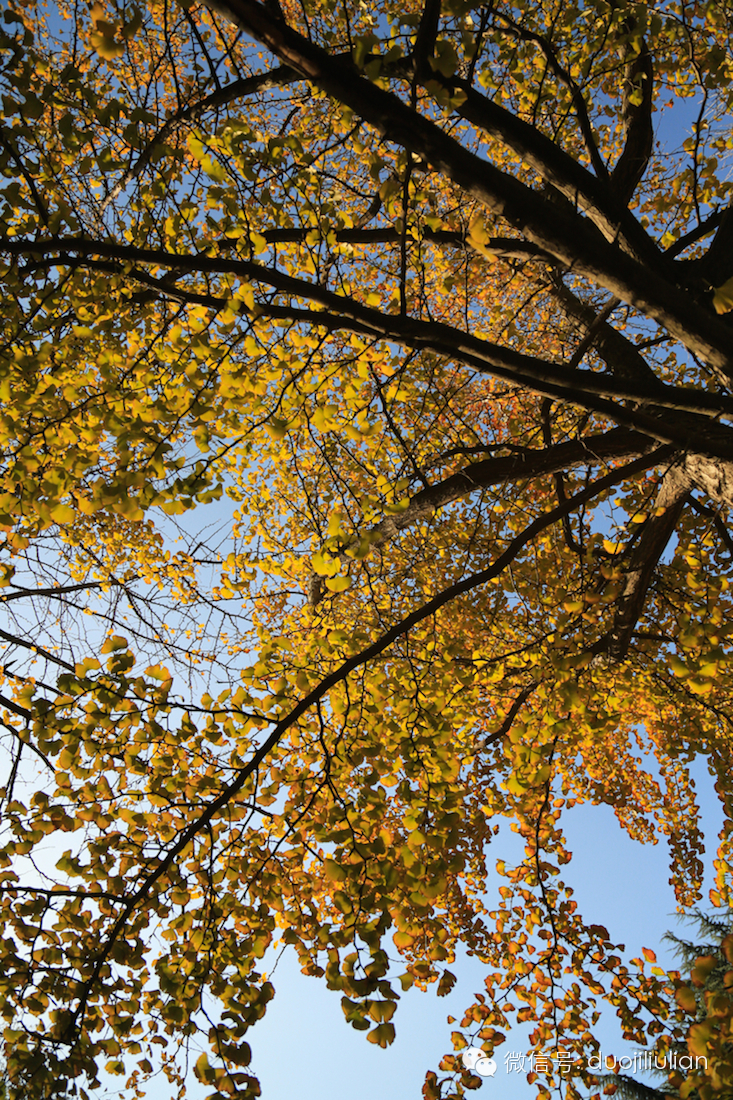秋色八大关之银杏树系列----米粒摄于2014年秋