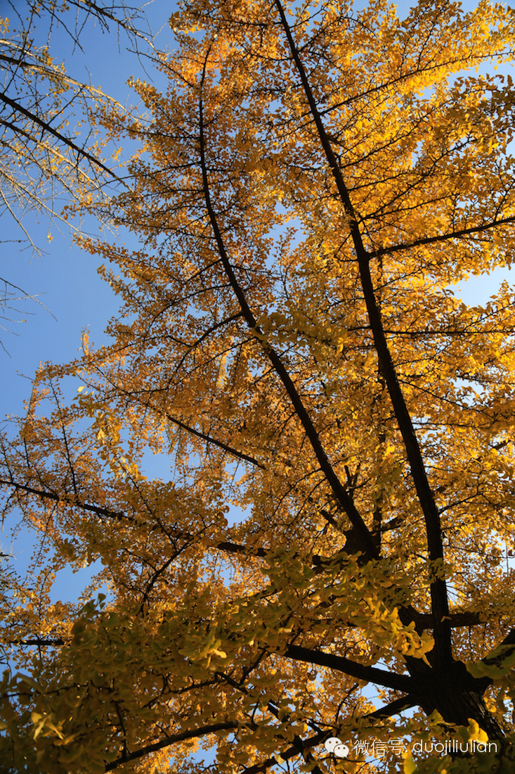 秋色八大关之银杏树系列----米粒摄于2014年秋