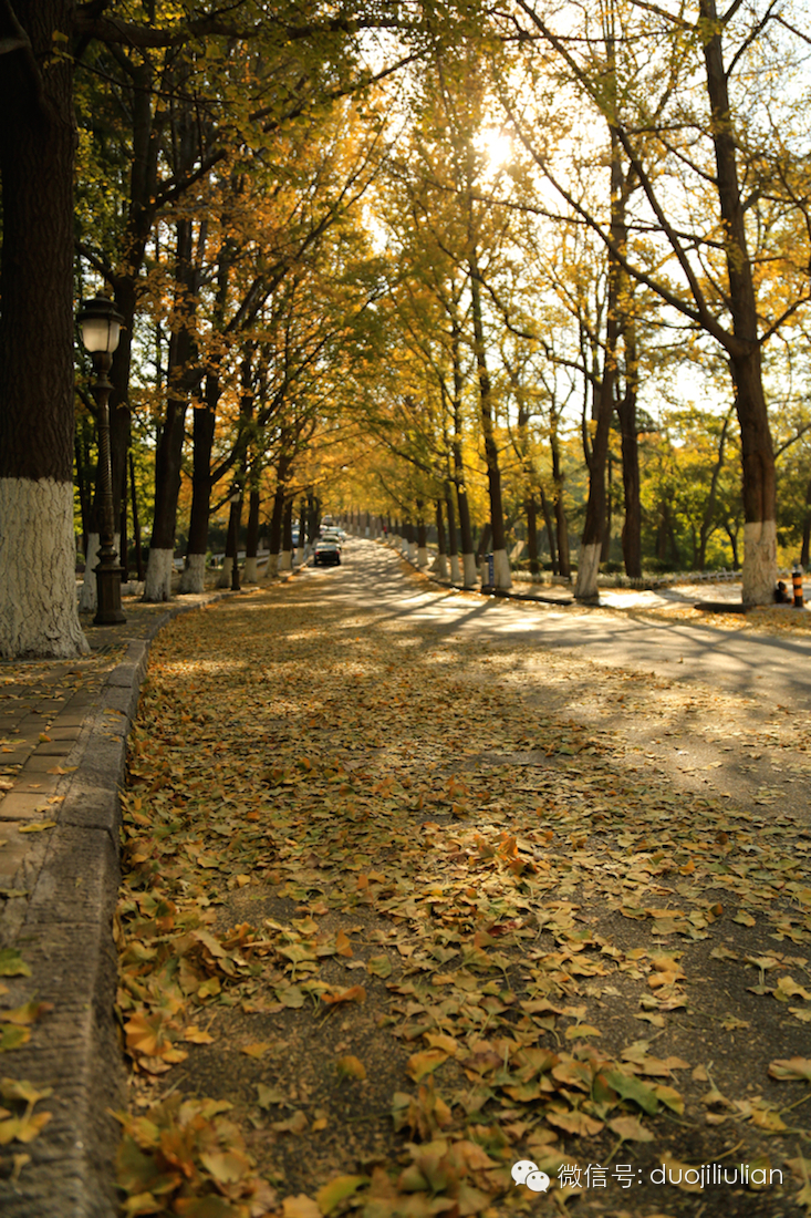 秋色八大关之银杏树系列----米粒摄于2014年秋