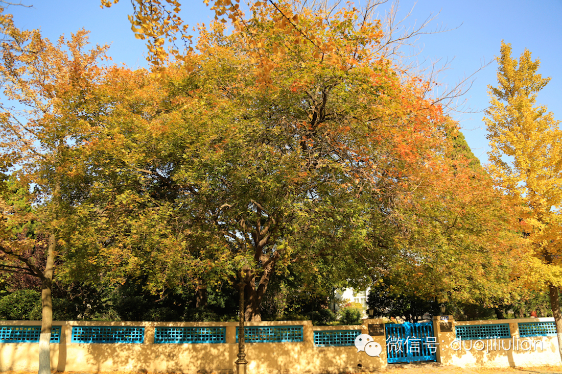 秋色八大关之银杏树系列----米粒摄于2014年秋