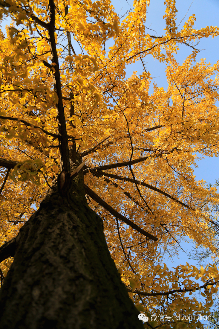 秋色八大关之银杏树系列----米粒摄于2014年秋