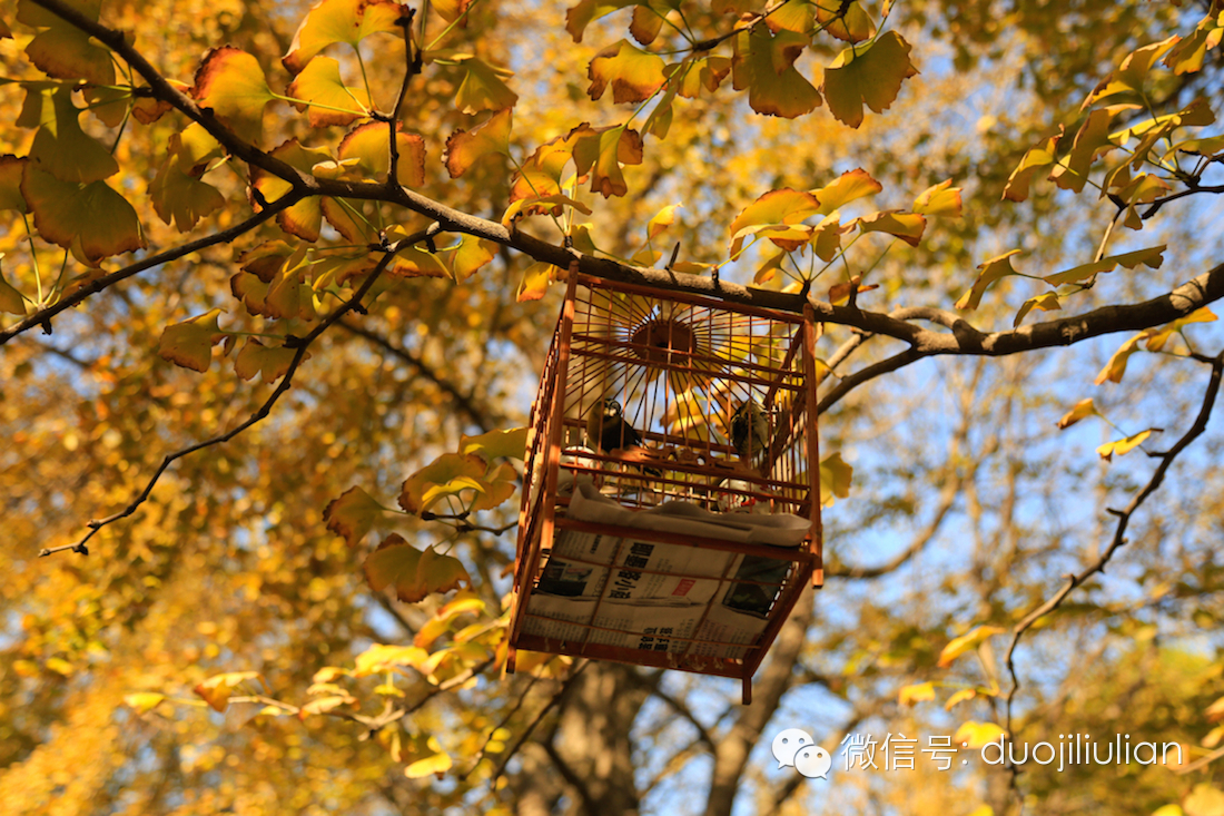 秋色八大关之银杏树系列----米粒摄于2014年秋