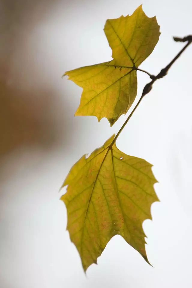 11月 植物园 树叶 悬铃木  记者 胡聪 摄