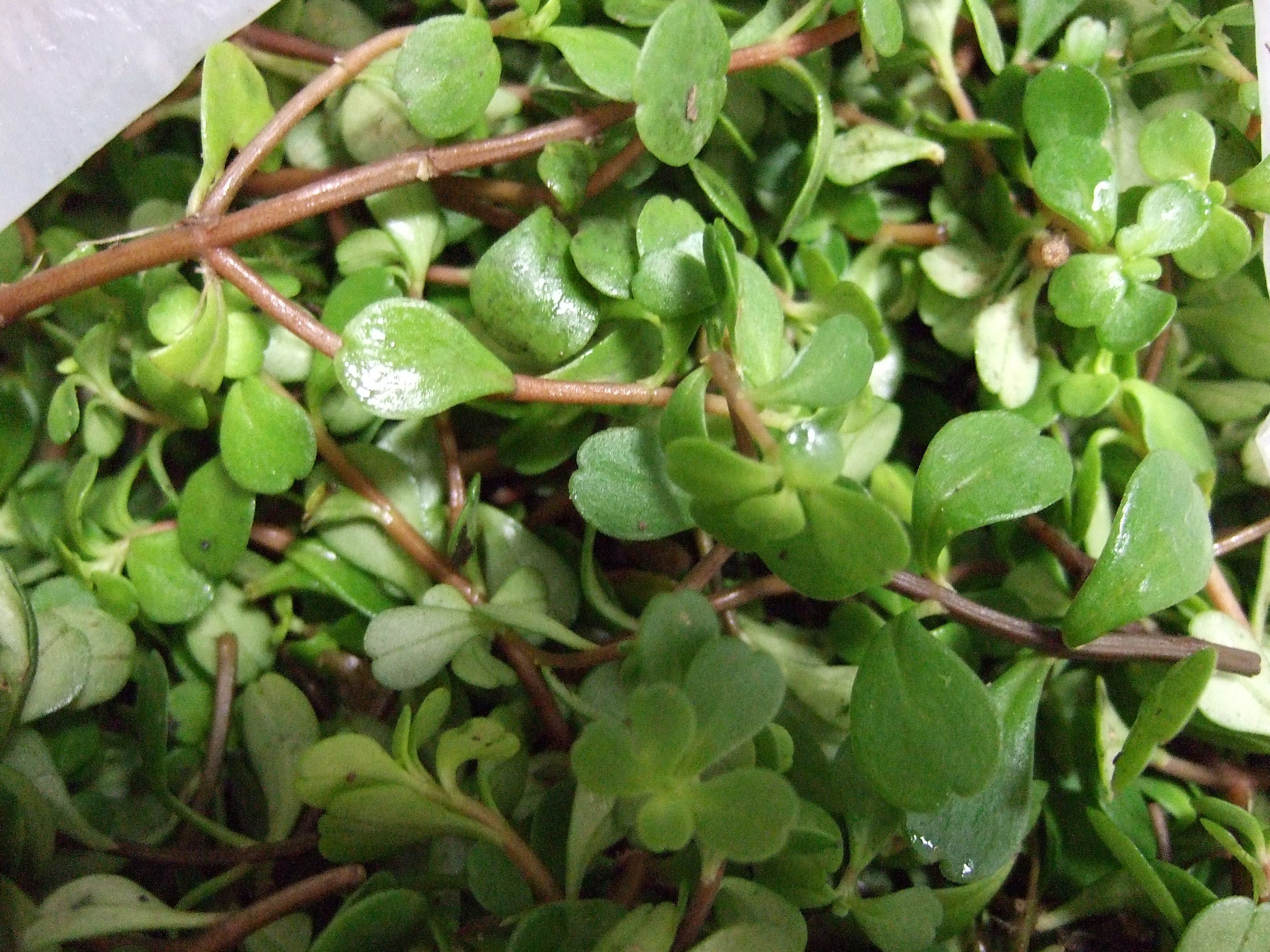 有的野菜品种不适宜冷冻 像空心类的野菜,例如"大叶芹,冷冻后化开再