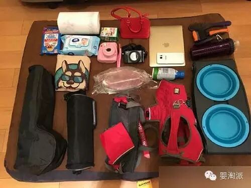 王思聪的狗又来炫富 狗生赢家春游装备强悍