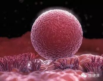 “二孩审批”将取消!大龄夫妻如何成功备孕?人间孕育指南-怀孕期