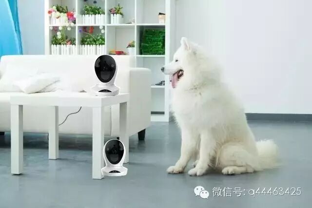 王思聪:以后泡妹的时候也能远程调戏爱犬了!