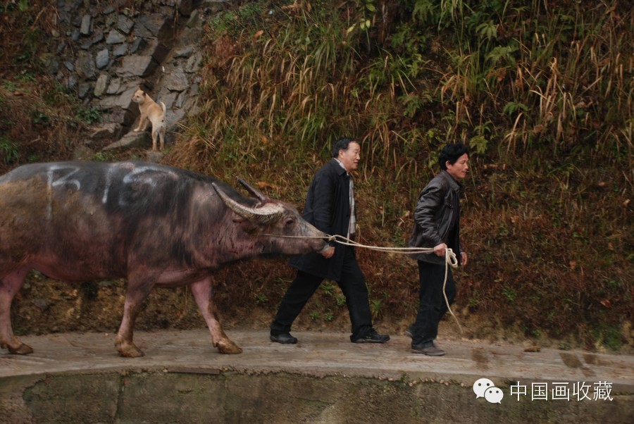 戴顺智｜我去黔东南看斗牛（下）