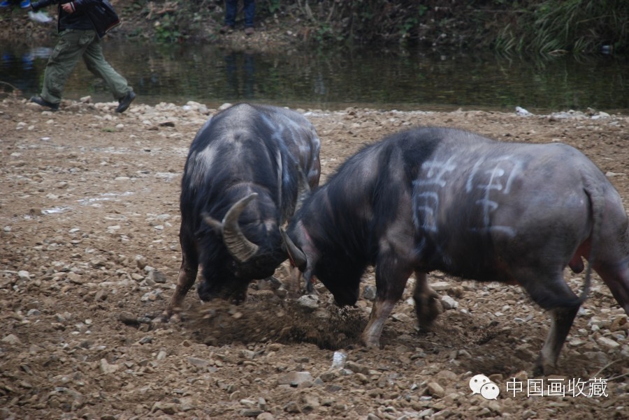 戴顺智｜我去黔东南看斗牛（下）