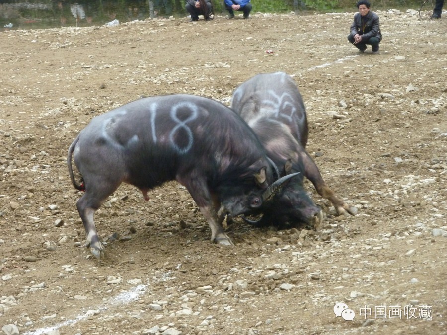 戴顺智｜我去黔东南看斗牛（下）