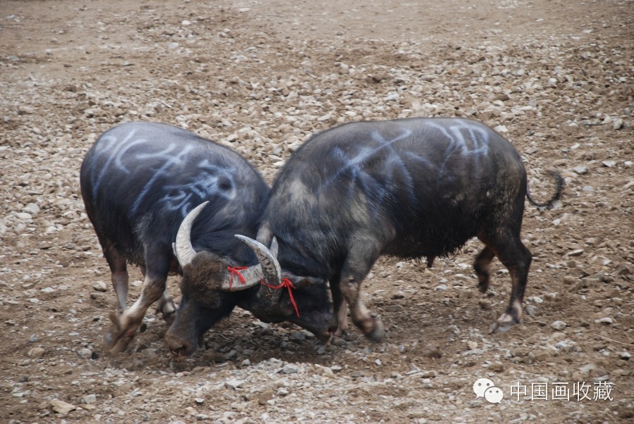 戴顺智｜我去黔东南看斗牛（下）