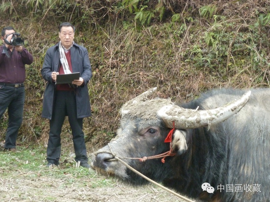 戴顺智｜我去黔东南看斗牛（中）