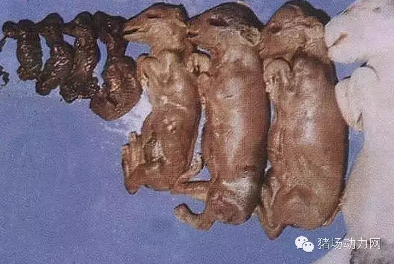 1母猪无临床症状,可见木乃伊化,死胎,畸形仔,弱仔:    ①猪细小病毒