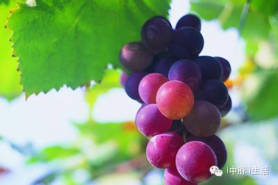 张小云教授讲解：磁场对人体的作用