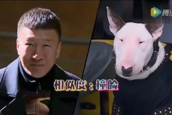黄渤孙红雷和狗撞脸照片视频版,哈哈……