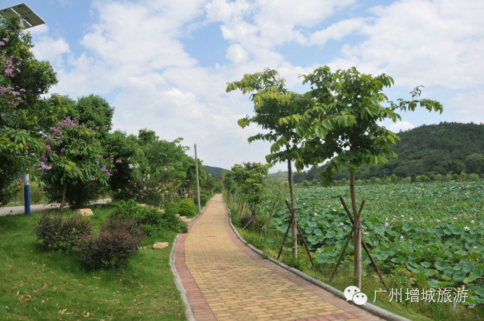 【增城绿道】莲塘春色