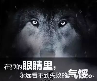 四:"在狼的眼睛里,永远看不到失败的气馁,因为它们知道,不管经历过